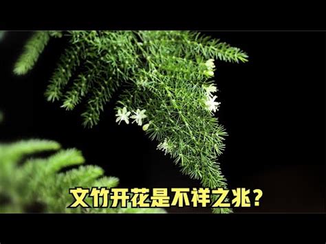 文竹風水辦公室|七月開運：文竹風水辦公室佈局